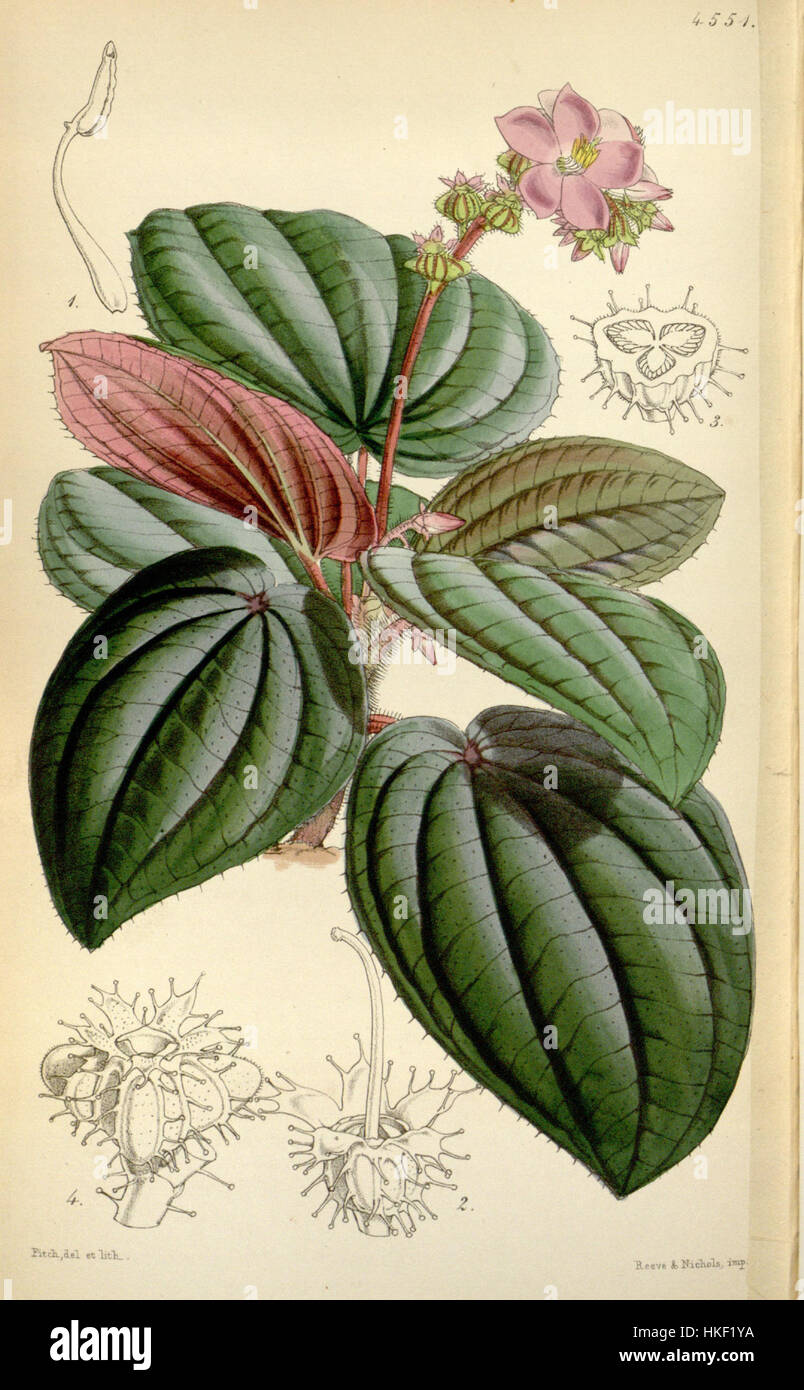 *Bertolonia maculata*, une espèce de plante originaire de certaines régions tropicales, est connue pour son feuillage distinctif et ses couleurs vives. Cette plante présente un intérêt pour les études botaniques en raison de ses modèles uniques et de ses habitudes de croissance. Banque D'Images