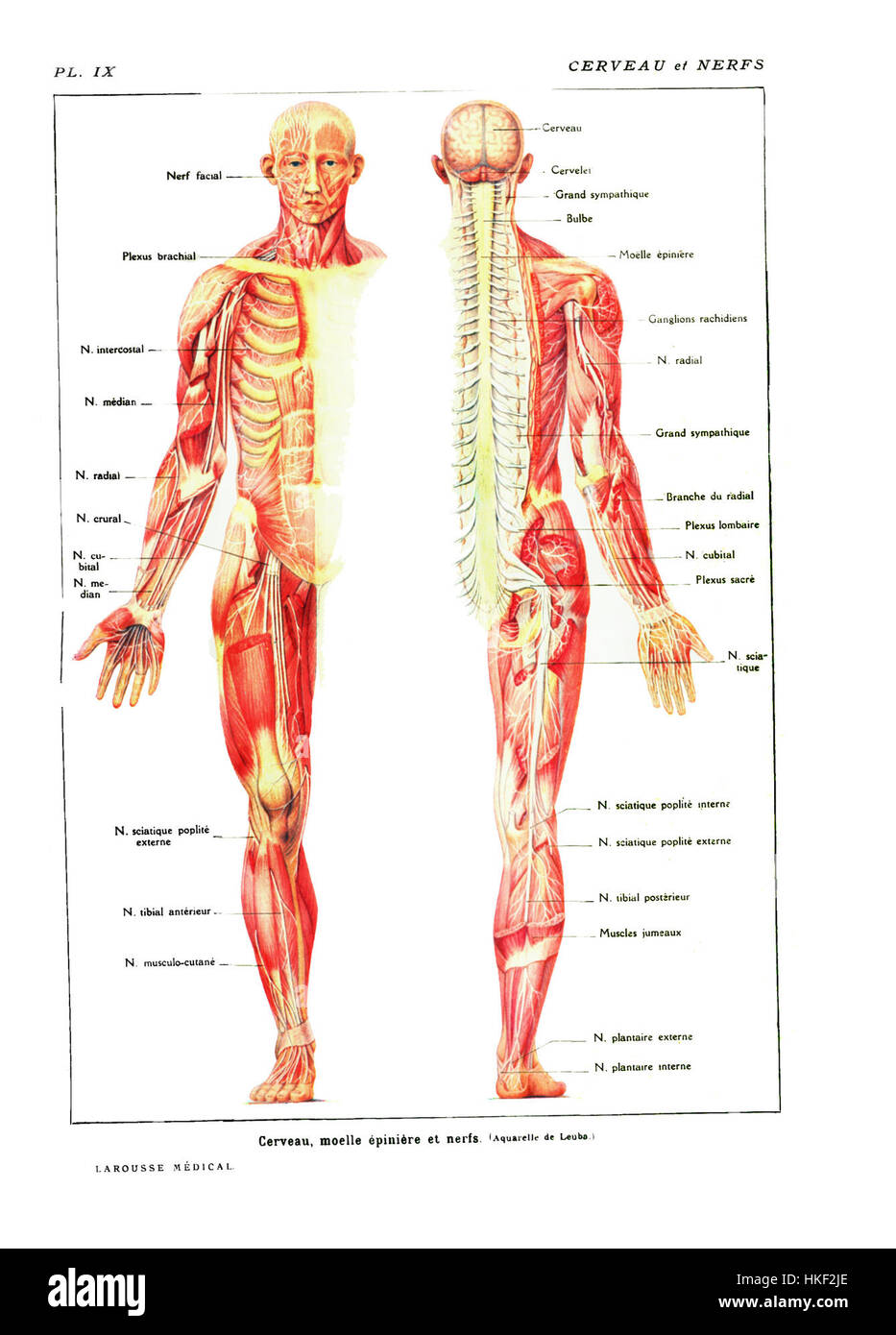 Cette illustration tirée des œuvres anatomiques de Larousse représente les cervaux (cerveau) et les nerfs, offrant une vue pédagogique et détaillée de l’anatomie humaine, mettant en valeur les techniques d’illustration scientifique de l’époque. Banque D'Images
