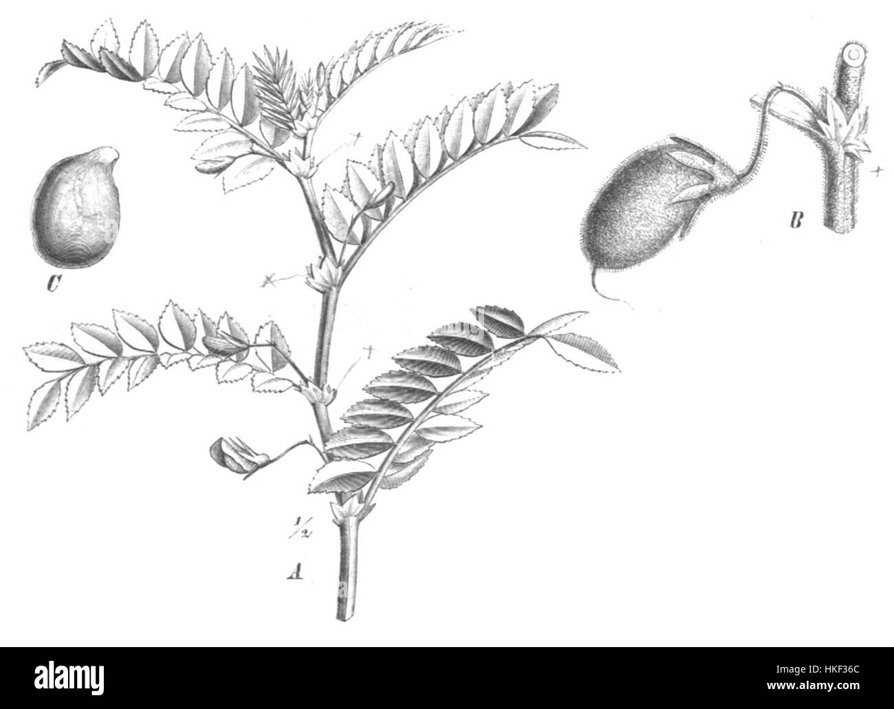 Cicer arietinum Taub129 est une variété de pois chiches, connue pour son importance agricole. Cette espèce est largement cultivée pour ses graines comestibles, qui sont une source de nourriture clé dans de nombreuses régions du monde. L'espèce est utilisée dans diverses applications culinaires, en particulier dans la cuisine méditerranéenne et sud-asiatique. Banque D'Images