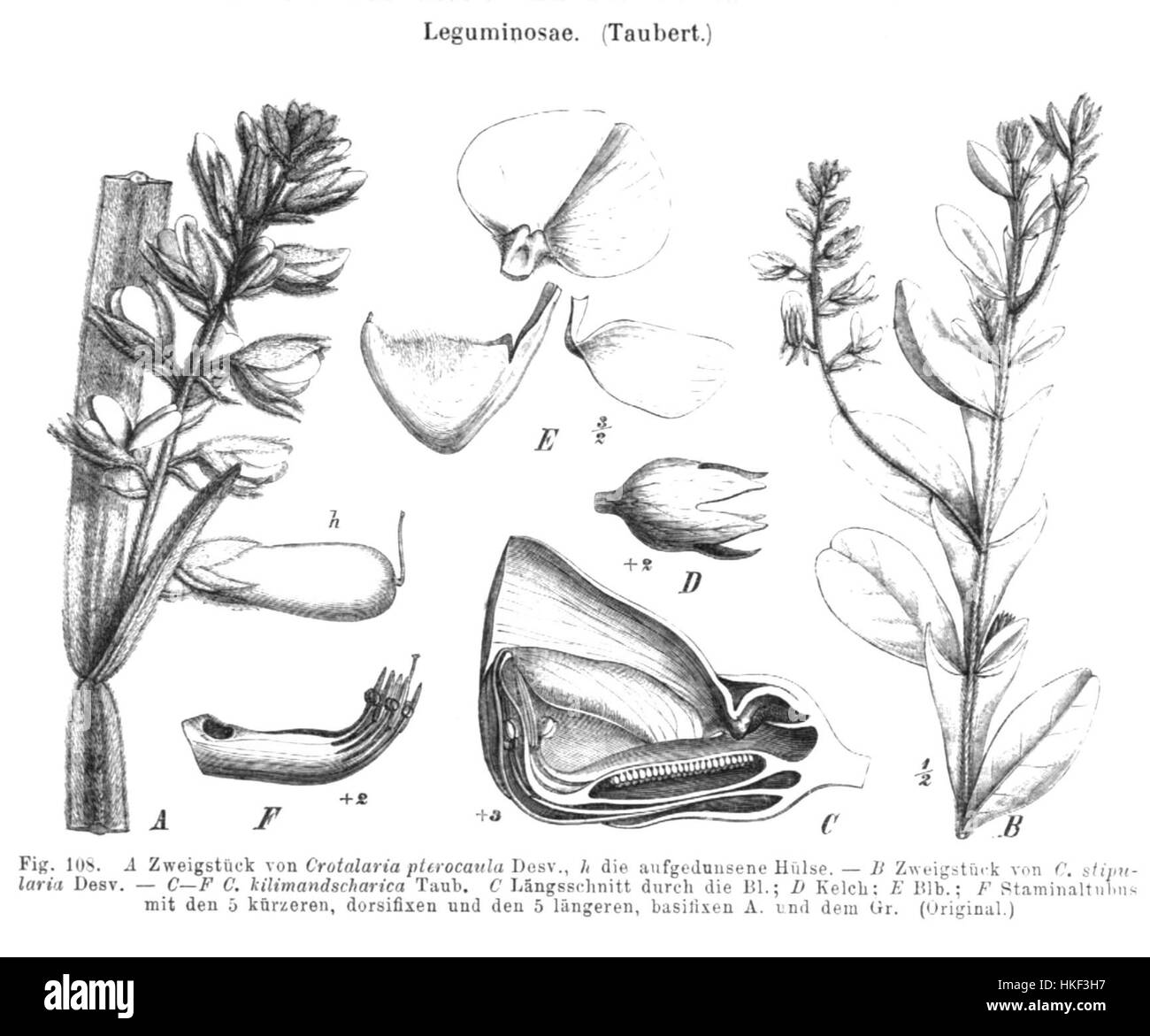 Crotalaria spp, comme illustré dans 'Taub108', représente l'espèce de la plante Crotalaria, connue pour ses propriétés légumineuses et ses fleurs jaunes vives. L'illustration botanique met en valeur sa forme et sa structure uniques. Banque D'Images