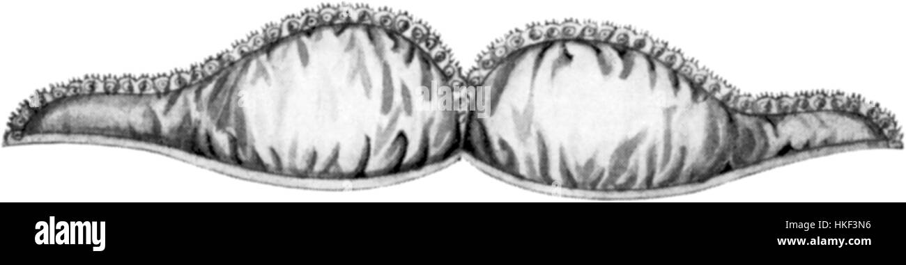 Cette image présente des styles de corset de 1909 à 1910, représentant les tendances de la mode du début du XXe siècle. Les corsets sont conçus pour façonner le corps en accord avec les notions dominantes de beauté et de mode pendant cette période. Banque D'Images