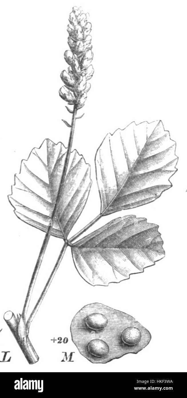 Cullen americanum Taub115d est une œuvre d'art botanique mettant en valeur l'espèce Cullen americanum, une plante originaire d'Amérique du Nord. L'illustration fournit une représentation détaillée des fleurs et des feuilles de la plante. Banque D'Images