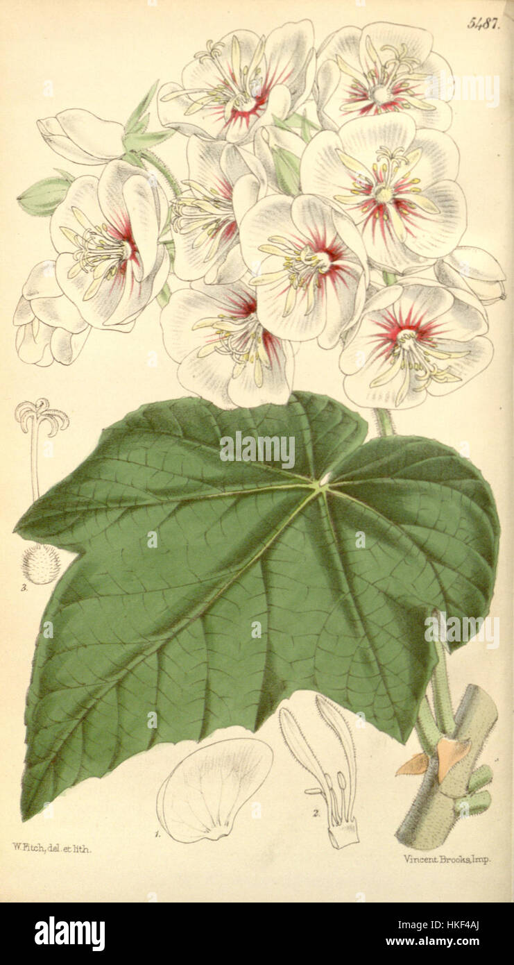 L'illustration botanique 'Dombeya burgessiae', présentée dans le Botanical Magazine en 1865, met en valeur les caractéristiques uniques de la plante. Ce travail est une référence précieuse pour l'étude des espèces végétales et de l'art botanique du XIXe siècle. Banque D'Images