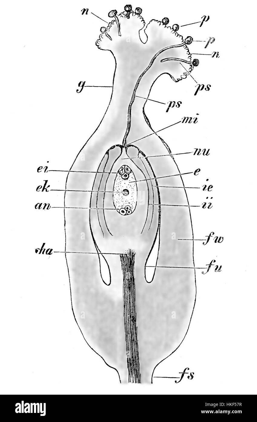 Cette illustration de 1900 de Strasburger met en valeur le corps fructifiant de Polygonum, contribuant à l'étude de la biologie végétale. Le dessin détaillé souligne les caractéristiques structurelles de la plante, aidant à la compréhension scientifique de la reproduction végétale. Banque D'Images