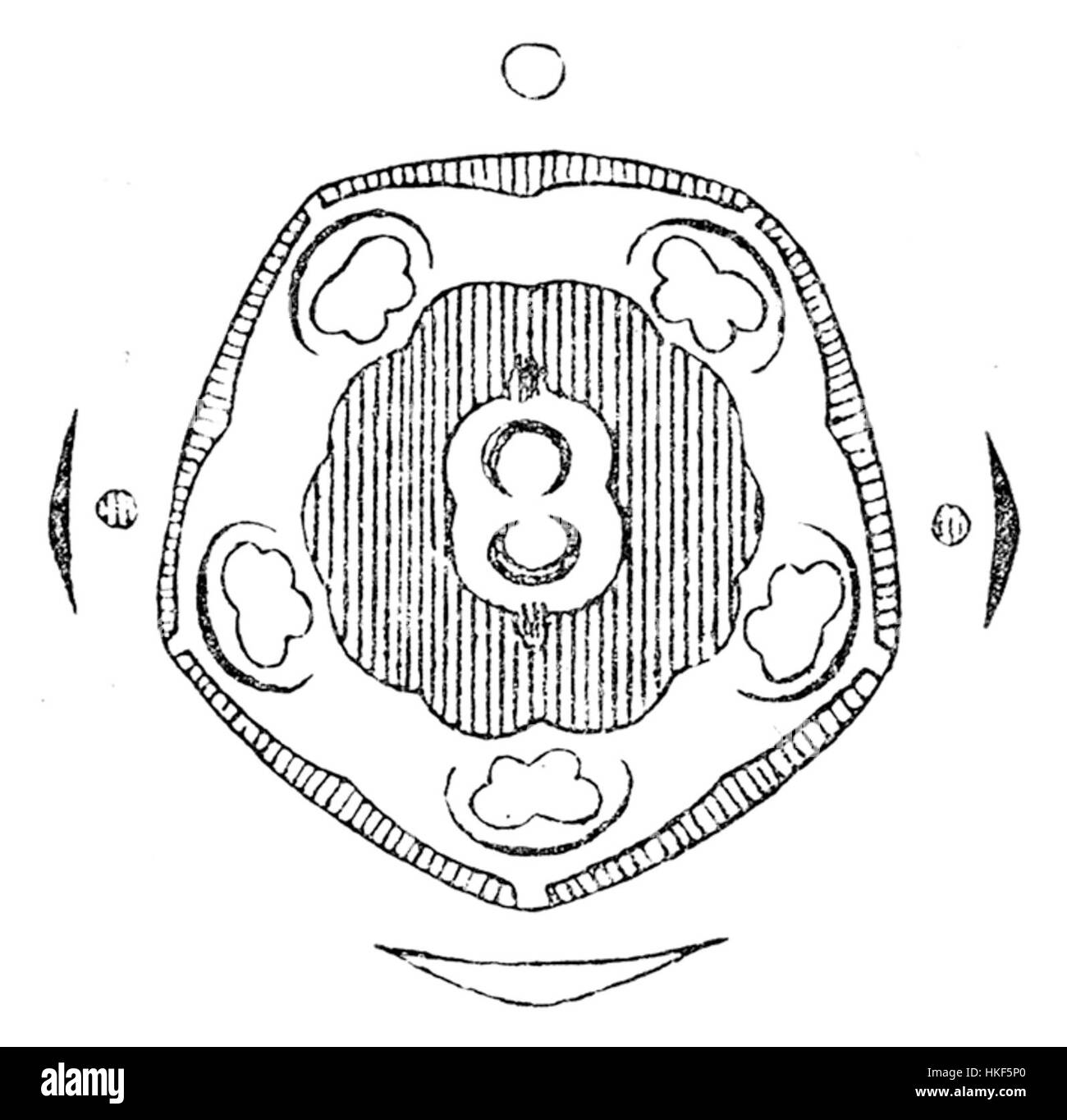 Un diagramme floral détaillé de Frangula alnus, également connu sous le nom d'argousier, illustrant les caractéristiques botaniques de cette espèce végétale. Ce diagramme est couramment utilisé à des fins éducatives et scientifiques dans l'étude des plantes. Banque D'Images