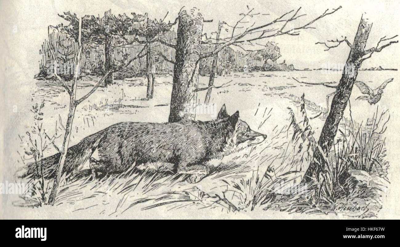 Cette peinture de Heubach, intitulée 'Fox', présente une représentation réaliste d'un renard dans son environnement naturel. La pièce met en valeur le talent de l'artiste dans la peinture animale, avec une attention aux détails et la posture dynamique du renard. Banque D'Images