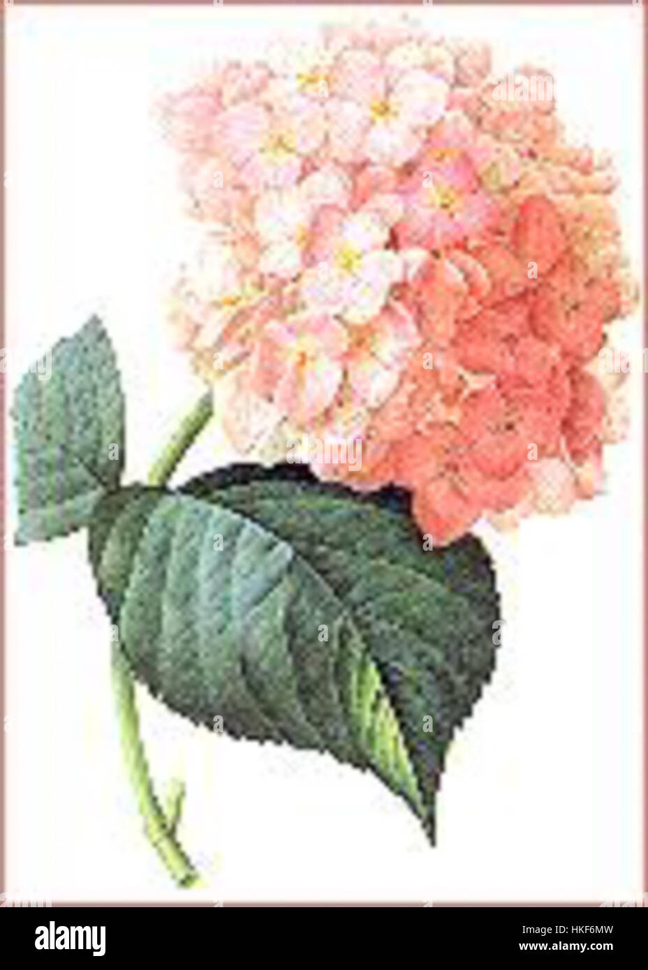 Cette illustration botanique de Pierre-Joseph redouté représente une hortensia, capturant ses fleurs vibrantes et son feuillage détaillé. Connue pour ses œuvres botaniques exquises, les illustrations de redouté sont prisées pour leur précision et leur beauté naturaliste. Banque D'Images
