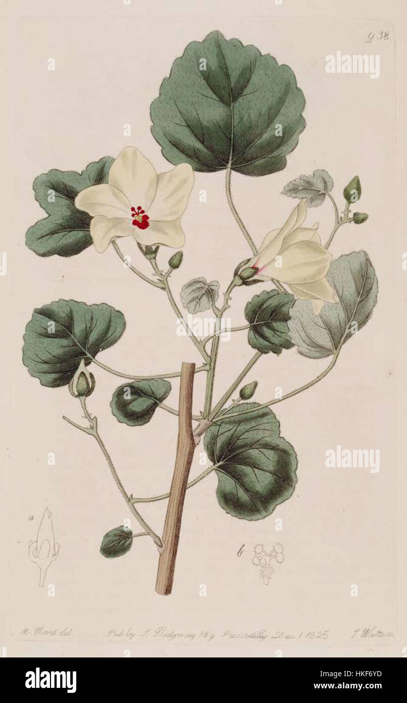 Cette illustration botanique présente Hibiscus ficulneoides, mettant en valeur les caractéristiques uniques de la plante, y compris ses feuilles et ses fleurs, rendues avec des détails botaniques précis. Banque D'Images