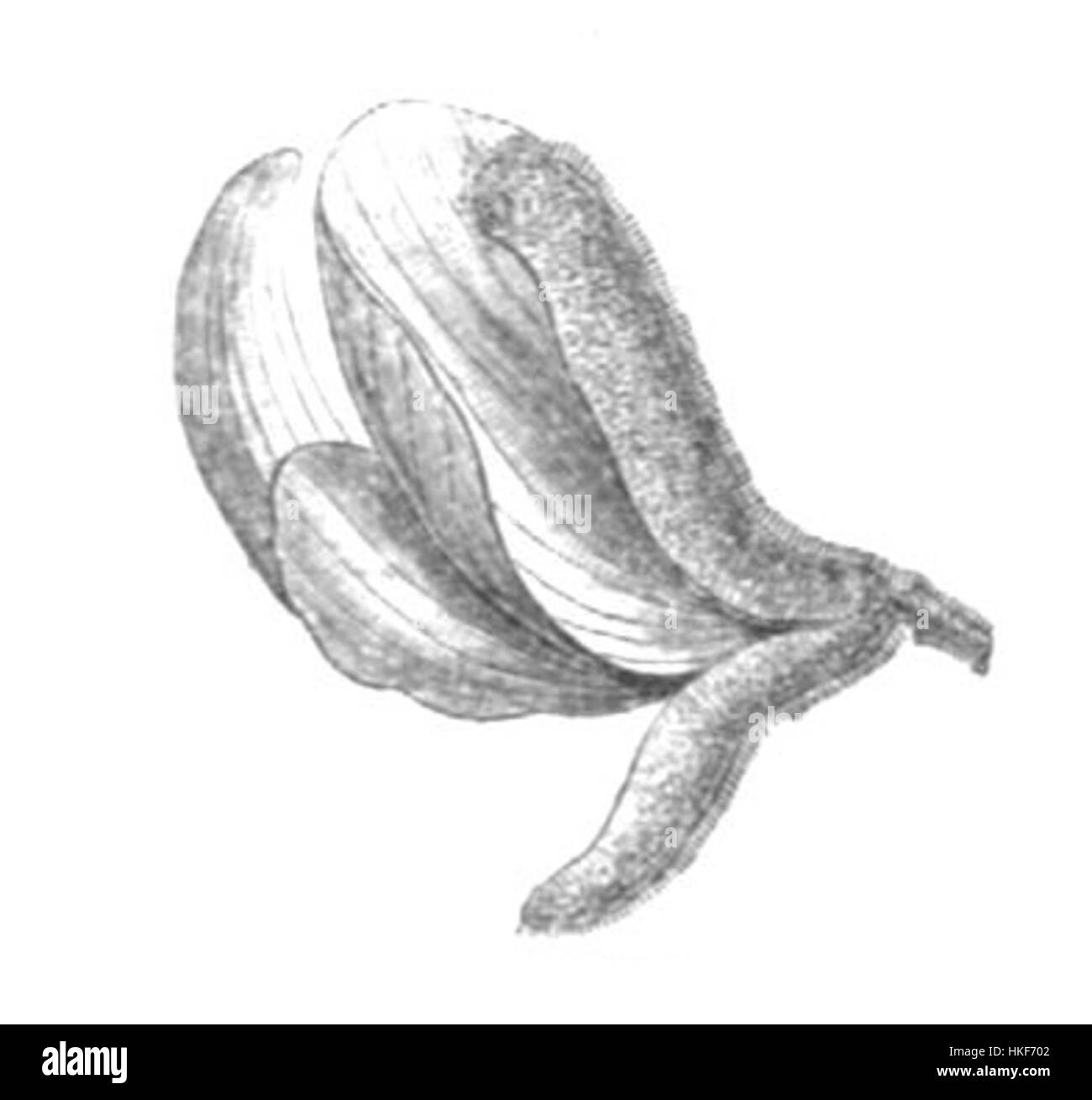 Cette œuvre présente la Harpalyce brasiliana, une plante à fleurs originaire d'Amérique centrale et du Sud. Connu pour ses couleurs vives et sa structure délicate, il est capturé dans les moindres détails, reflétant la beauté naturelle de l'espèce. Banque D'Images