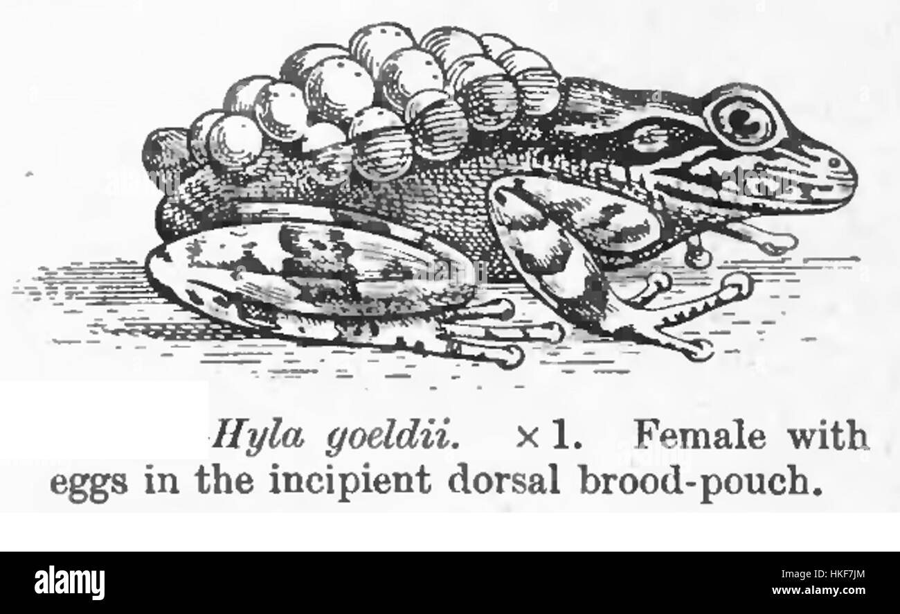 HylaGoeldi, une œuvre d'art renommée, illustre l'exploration culturelle et artistique profonde de la période moderniste brésilienne. La peinture est connue pour son utilisation audacieuse des couleurs et de la conception abstraite, soulignant l'expression créative unique de son époque. Cette œuvre représente une pièce importante dans l'histoire de l'art brésilien, démontrant l'évolution artistique du pays. Banque D'Images