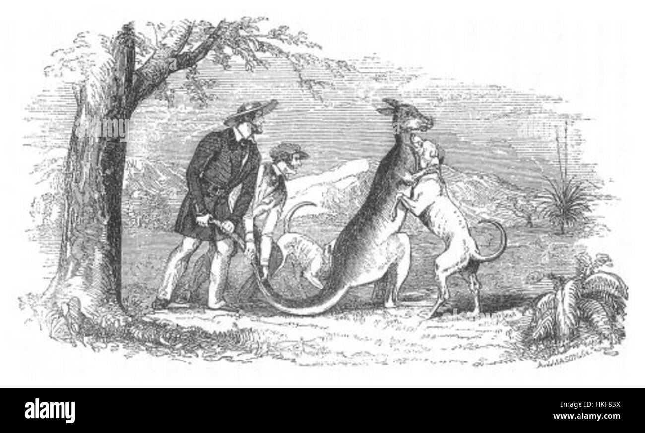 Illustration tirée de *découvertes en Australie*, représentant le meurtre d'un kangourou. L'œuvre présente une vue coloniale précoce de la faune australienne, mettant en valeur le paysage accidenté et l'interaction entre les colons et les animaux indigènes au XIXe siècle. Banque D'Images Illustration tirée de *découvertes en Australie*, représentant le meurtre d'un kangourou. L'œuvre présente une vue coloniale précoce de la faune australienne, mettant en valeur le paysage accidenté et l'interaction entre les colons et les animaux indigènes au XIXe siècle. Banque D'Images
