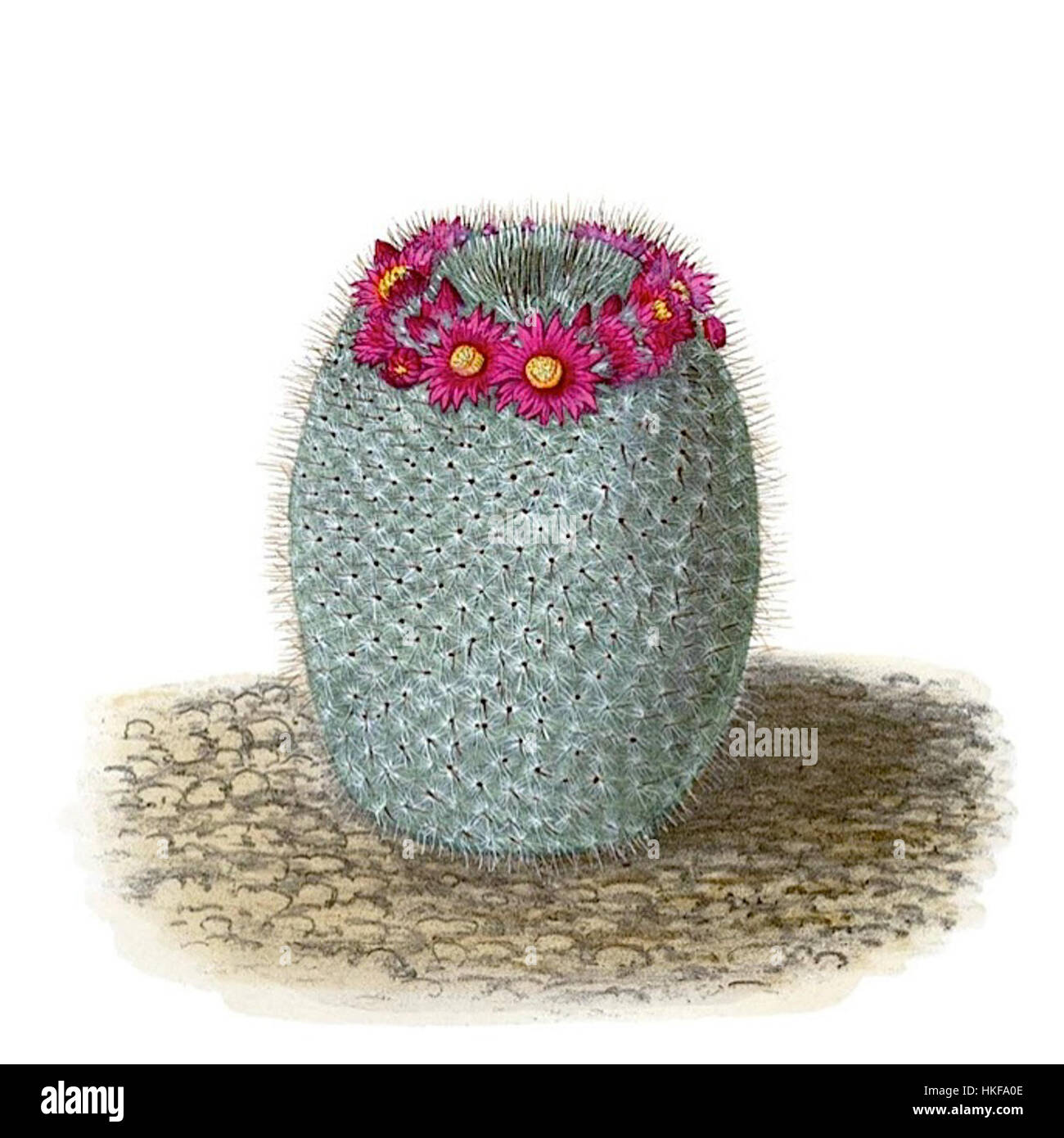 Cette œuvre botanique représente Mammillaria haageana ssp. Elegans, espèce de cactus originaire du Mexique. La peinture met en valeur les traits distinctifs du cactus, avec ses épines élégantes et sa structure complexe, un exemple typique de l'illustration botanique. Banque D'Images