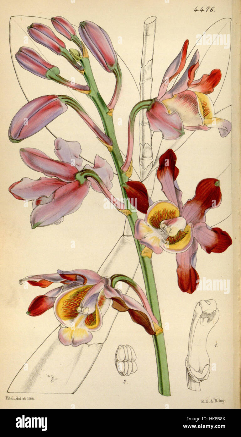 Une illustration de Myrmecophila grandiflora, une espèce d’orchidée, publiée dans Curtis’s Botanical Magazine en 1849, mettant en évidence le détail botanique. Banque D'Images