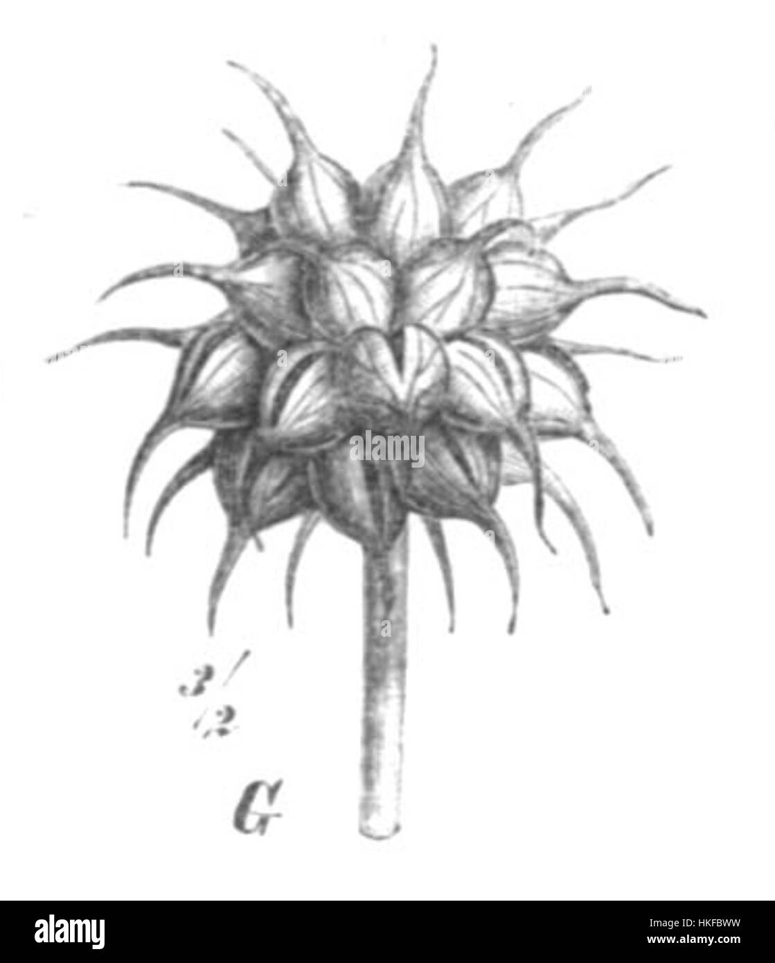 Trigonella spicata Taub est une espèce de plante à fleurs de la famille des légumineuses. Cette illustration botanique capture sa structure détaillée, mettant en valeur les habitudes de croissance de la plante et la disposition florale. Banque D'Images
