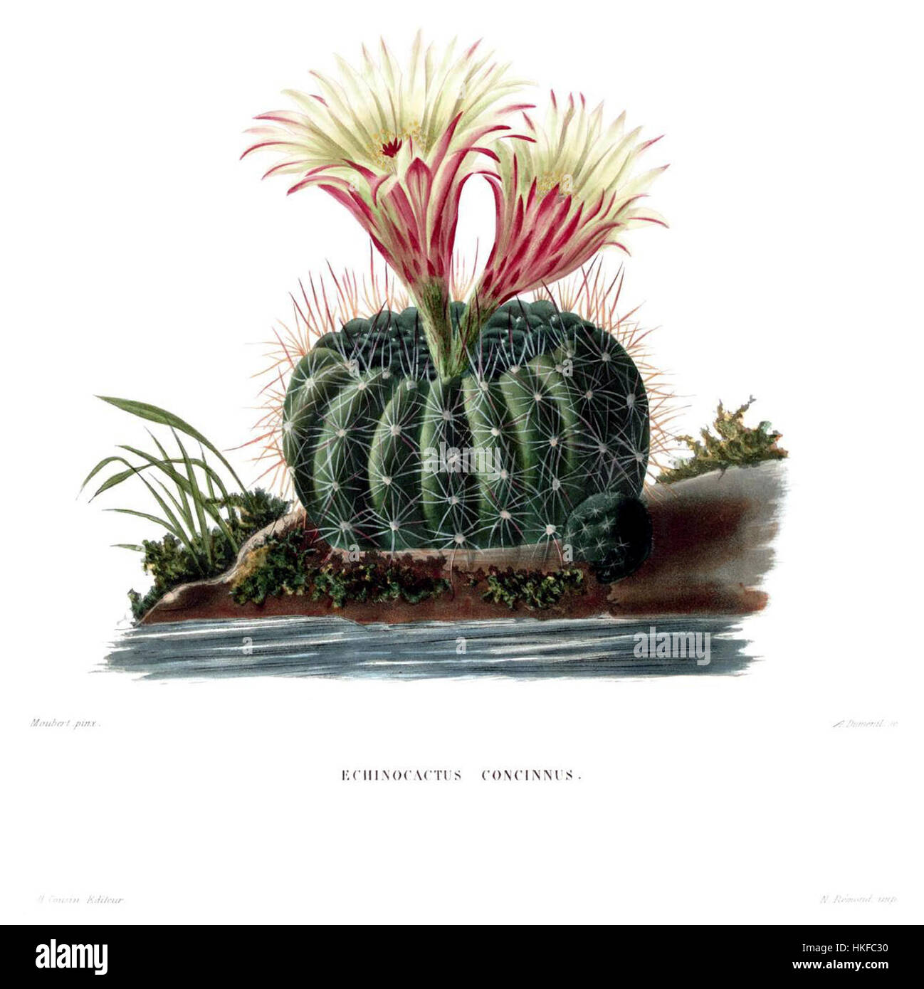 'Parodia concinna Lem' est une œuvre d'art vintage exquise qui met en valeur le design détaillé et complexe de la représentation de la nature par l'artiste. Cette pièce mêle l’art du croquis, de la peinture et de la gravure, offrant une vue historique des réalisations artistiques de l’époque. Il est maintenant logé dans les collections du musée comme une pièce de collection. Banque D'Images