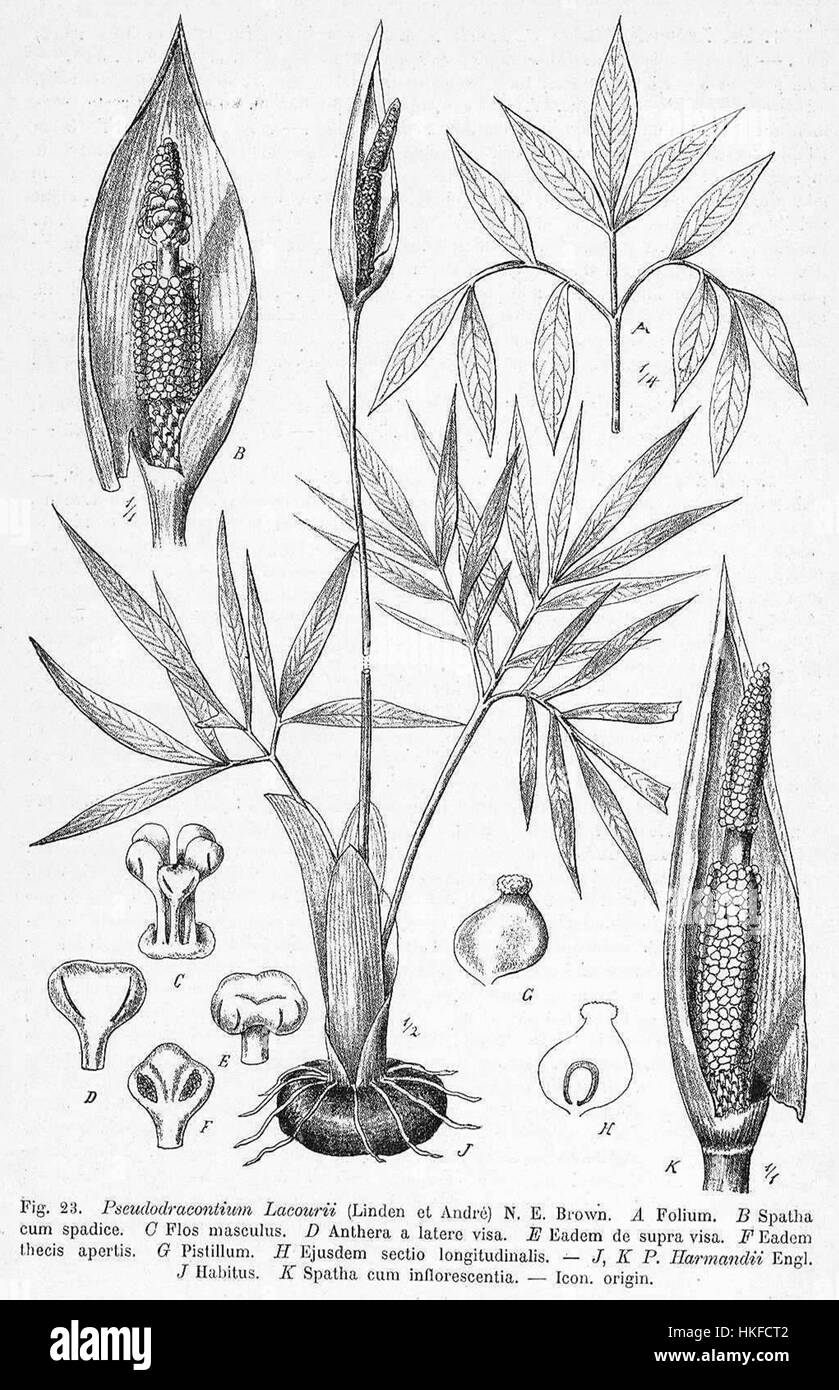 Ce dessin botanique détaillé de Pseudodracontium lacourii met en valeur les caractéristiques uniques de la plante, y compris ses feuilles et sa structure florale. L'illustration reflète le style de l'art botanique du XIXe siècle, mettant l'accent sur la précision scientifique et la beauté naturelle. Banque D'Images