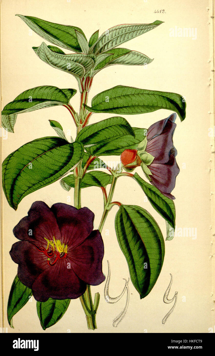 Le 'Pleroma kunthianum' 74 4412 fait référence à une illustration botanique ou spécimen, soulignant la beauté naturelle de la plante. C'est une partie importante de la documentation végétale et sert de référence visuelle pour cette espèce. Banque D'Images
