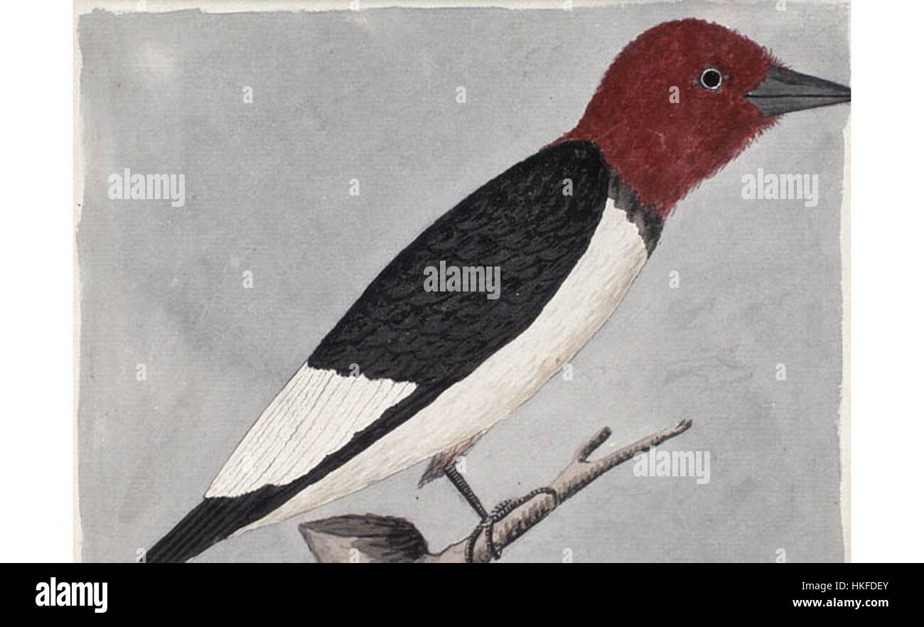 'Redhead Woodpecker' est une peinture à l'huile qui capture le plumage vibrant et les traits distinctifs de cet oiseau, soulignant sa beauté naturelle et ses textures détaillées. Banque D'Images