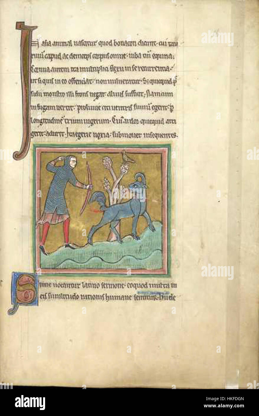 Le 'Bonnacon' du Folio du Bestiary de Rochester présente une créature mythique, illustrant des interprétations médiévales d'animaux exotiques et fantastiques. Banque D'Images