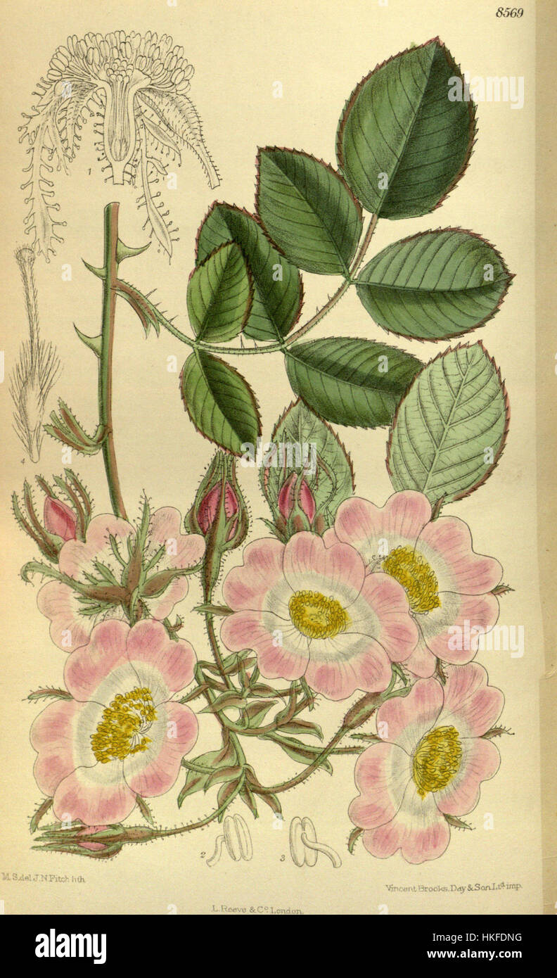 Une illustration botanique de *Rosa setipoda*, une espèce de rose connue pour sa structure florale distinctive et sa beauté. Le dessin capture avec précision les détails complexes de la fleur, caractéristiques des aménagements botaniques scientifiques Banque D'Images