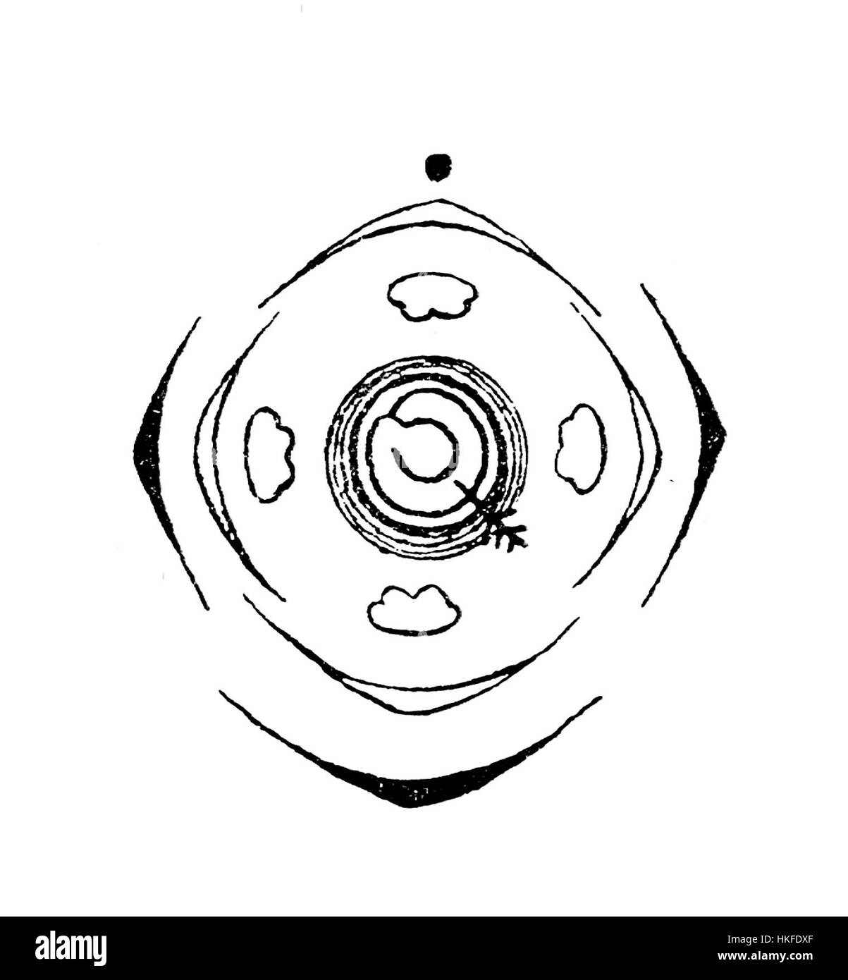Ce diagramme botanique de Sanguisorba officinalis illustre les caractéristiques clés de la plante. Connue pour ses propriétés médicinales, cette plante est souvent utilisée dans les remèdes traditionnels à base de plantes. Le diagramme présente les fleurs délicates et la structure détaillée de la plante. Banque D'Images