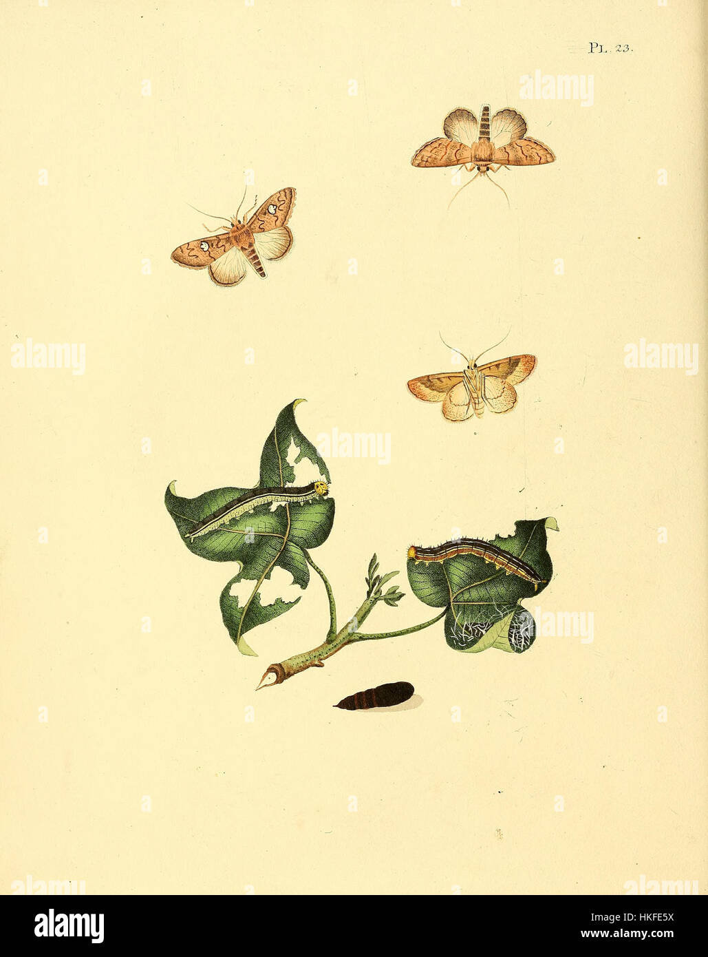 Cette illustration botanique historique tirée du travail de Sepp représente le papillon surinamais Phalaena gossypii. L'œuvre sert de référence pour les études entomologiques et met en valeur la structure détaillée et la coloration de l'espèce. Banque D'Images