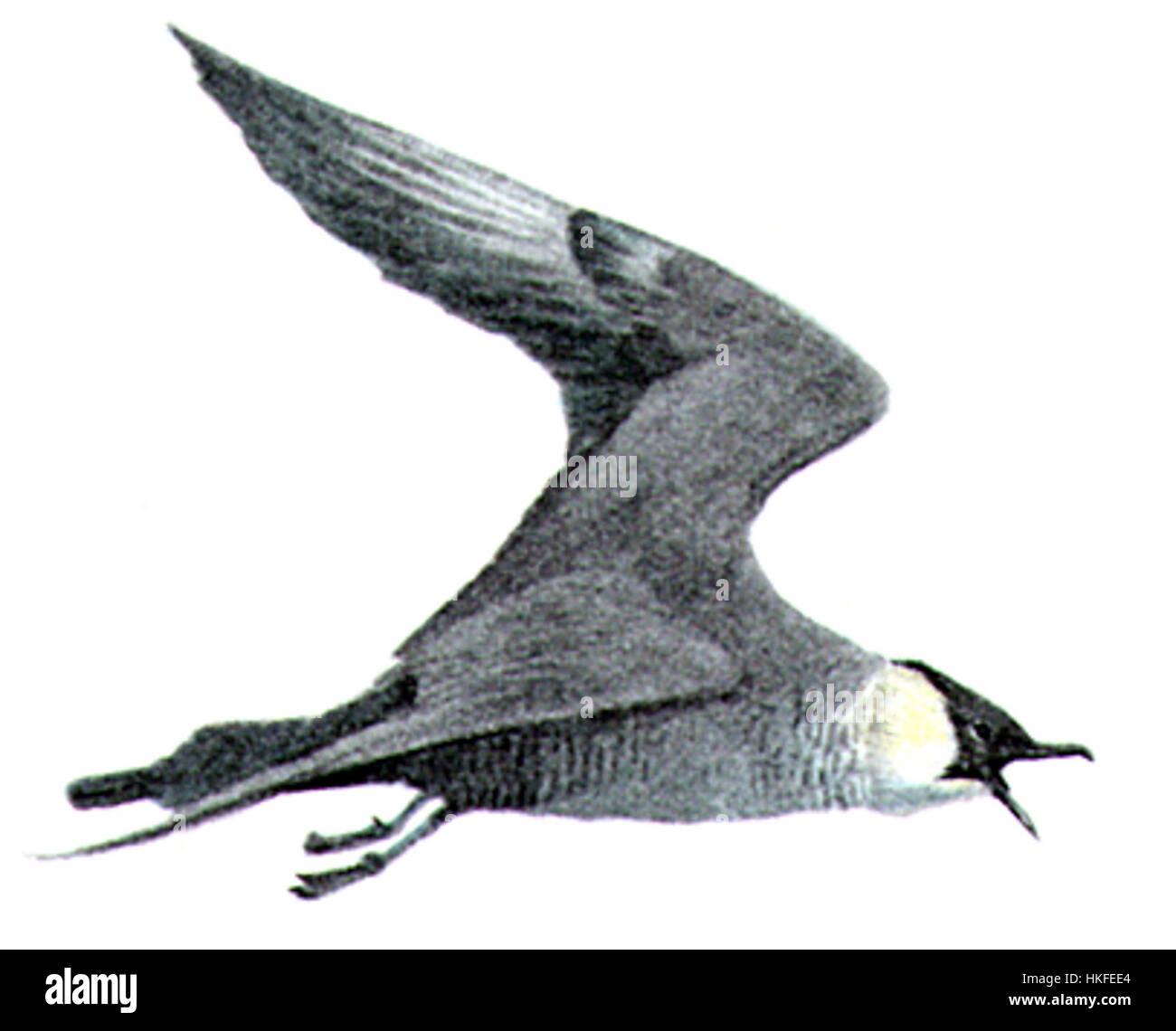 Une illustration détaillée du Jaeger de Pomarine (Stercorarius pomarinus), une espèce d'oiseau connue pour son comportement prédateur. L'œuvre souligne les caractéristiques distinctives de l'oiseau et son rôle dans l'écosystème. Banque D'Images