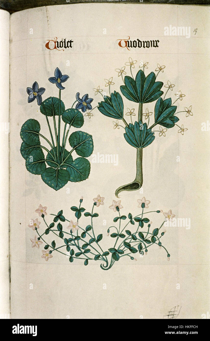 Le *Tudor Pattern Book* (MS. Ashmole 1504 34) est un manuscrit médiéval contenant des illustrations botaniques et des motifs décoratifs, reflétant les intérêts artistiques et scientifiques de l'ère Tudor. Banque D'Images