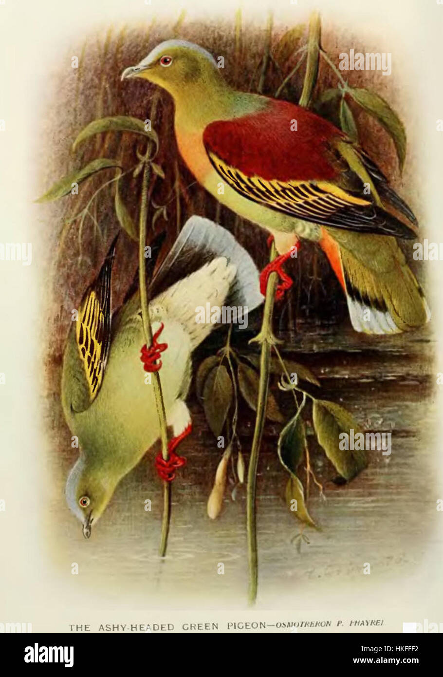 Cette peinture de l'oiseau Treron Phayrei, souvent connu sous le nom de pigeon aux ailes vertes, capture ses caractéristiques distinctes. L'artiste a utilisé des détails fins pour représenter la beauté naturelle et l'importance scientifique de l'oiseau. Banque D'Images