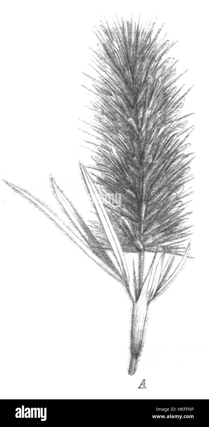 Une illustration de *Trifolium angustifolium*, une espèce de trèfle communément appelée trèfle à feuilles étroites. L'illustration scientifique décrit avec précision les caractéristiques distinctives de la plante, contribuant ainsi à la recherche botanique et à l'éducation. Banque D'Images