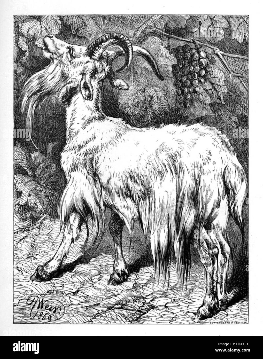 Dessin chevre Banque d'images noir et blanc Alamy