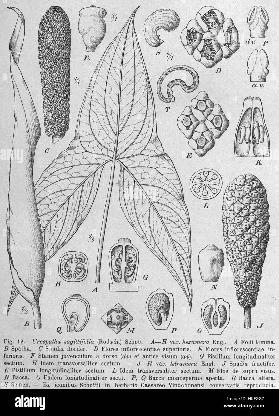 'Urospatha sagittifolia DPR' est une illustration botanique représentant la plante Urospatha sagittifolia, connue pour sa forme foliaire et son mode de croissance distincts. Le dessin détaillé souligne les caractéristiques uniques de la plante, contribuant à la compréhension scientifique et à l'histoire naturelle. Banque D'Images