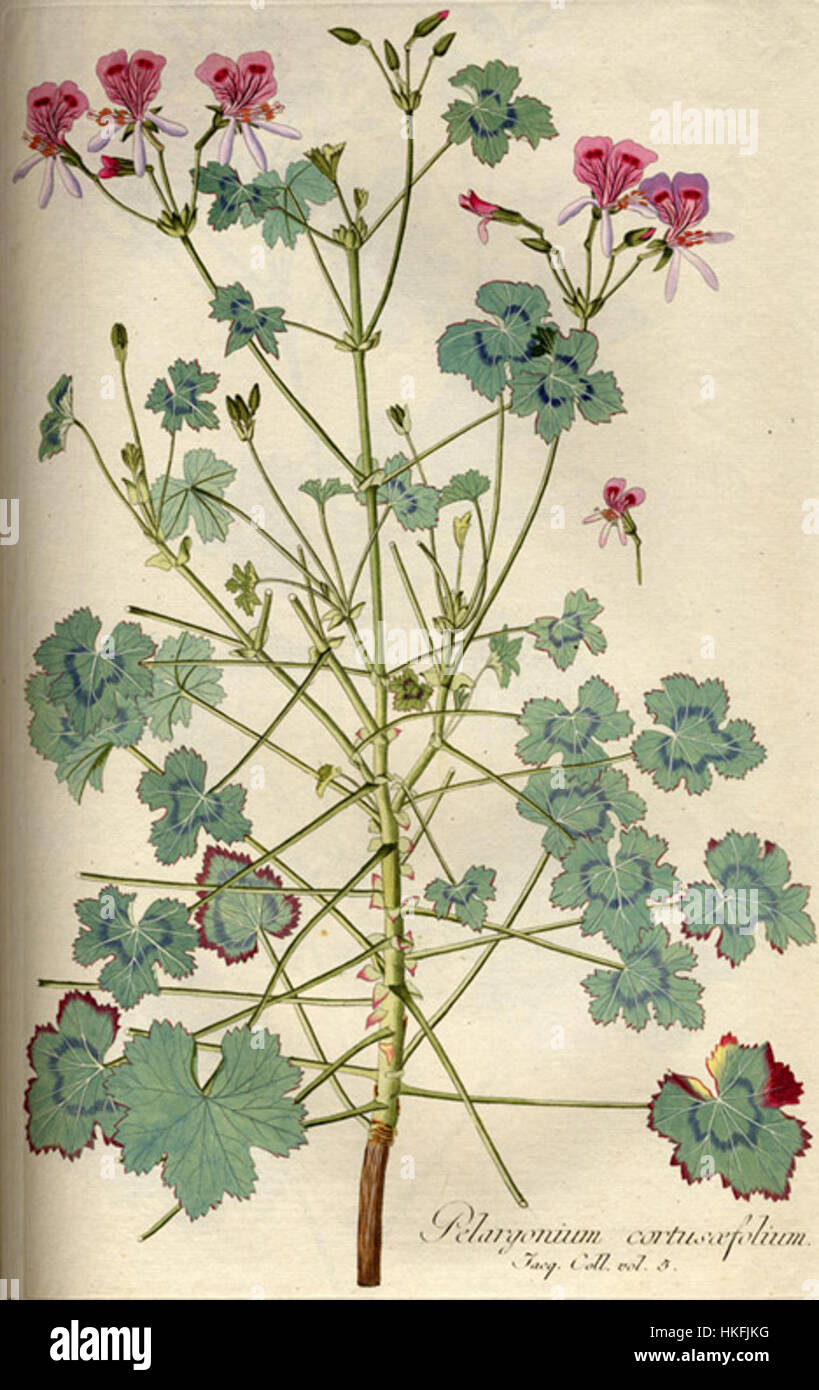 Pelargonium tabulare B539 est une illustration botanique représentant une espèce de Pelargonium. Connue pour ses feuilles uniques et ses fleurs attrayantes, cette illustration souligne sa valeur ornementale et sa signification botanique. Banque D'Images