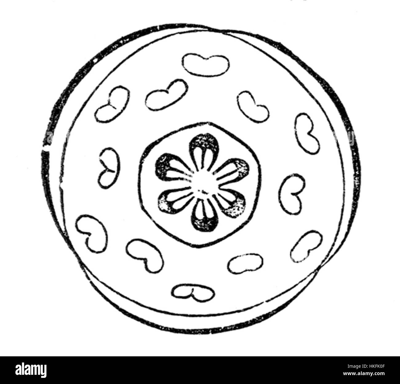Le diagramme de Asarum europaeum, communément appelé le gingembre sauvage européen, représente les caractéristiques botaniques de cette plante vivace. Originaire d’Europe, il est apprécié pour ses propriétés médicinales et comme couvre-sol ornemental. Banque D'Images