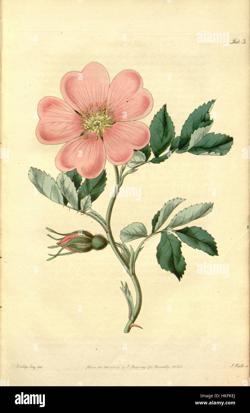 Cette œuvre d'art intitulée 'Rosa laxa1' est une œuvre d'art, mettant en valeur l'habileté de l'artiste à capturer des détails complexes. Dans le cadre d’une série ou d’une pièce indépendante, il explore des éléments visuels, en se concentrant probablement sur un thème floral ou botanique, exécuté dans un style classique. Banque D'Images