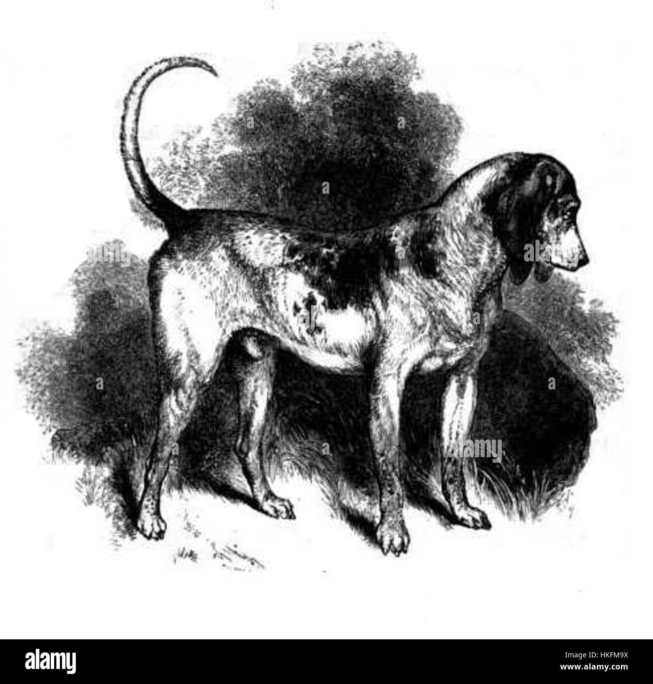 Le chien courant du Sud est une peinture évocatrice à l'huile qui capture l'essence majestueuse de cette race historique. Il met en valeur l'art classique dans un style vintage, avec la représentation du chien ajoutant un élément de charme antique à l'œuvre d'art globale. Banque D'Images