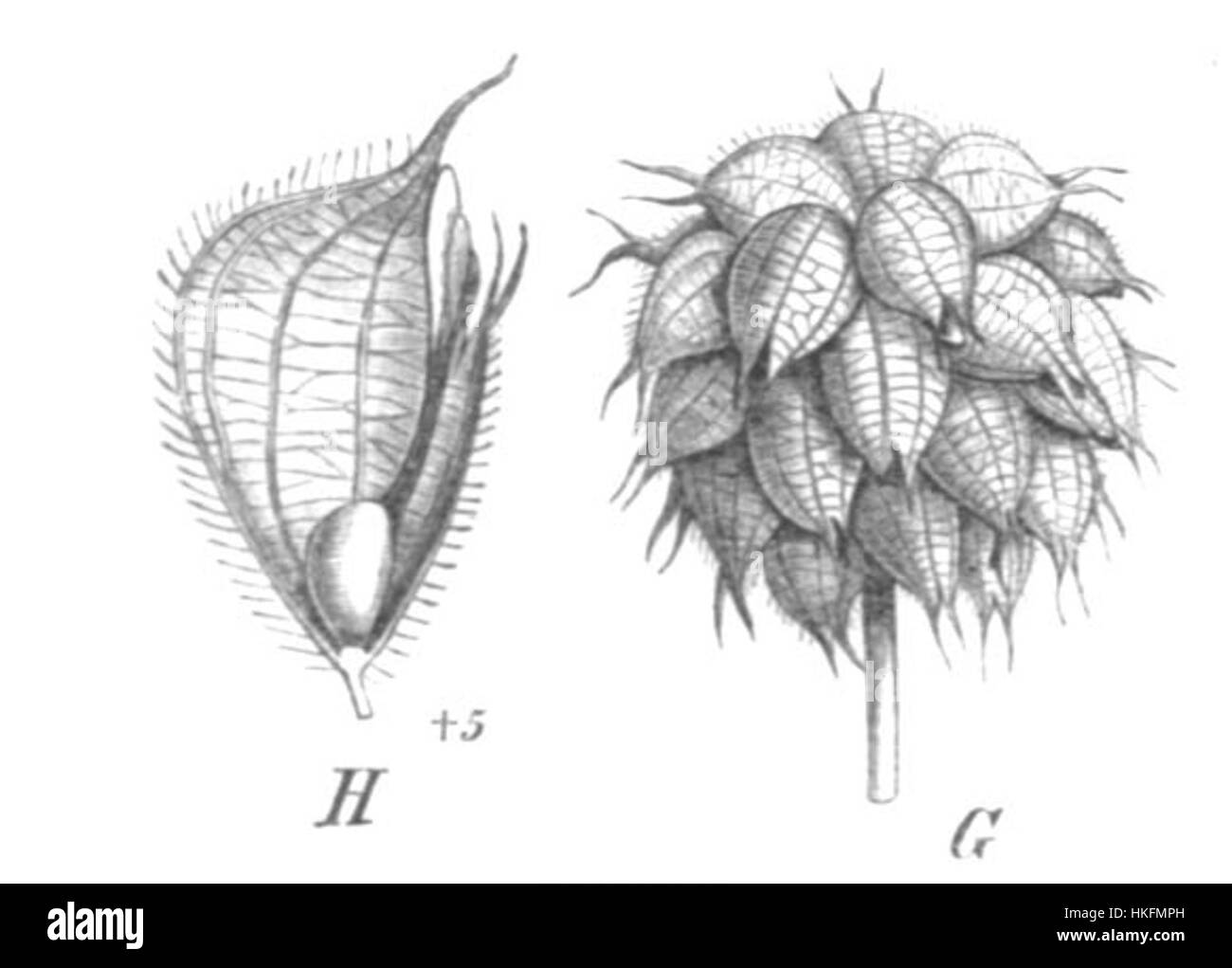 Cette illustration botanique intitulée 'Trifolium fragiferum' (trèfle aux fraises) est une étude détaillée des espèces végétales. L’œuvre capture les caractéristiques distinctes de la fleur, mettant en valeur ses pétales délicats et sa structure foliaire complexe, caractéristiques de l’art botanique du XIXe siècle. Banque D'Images