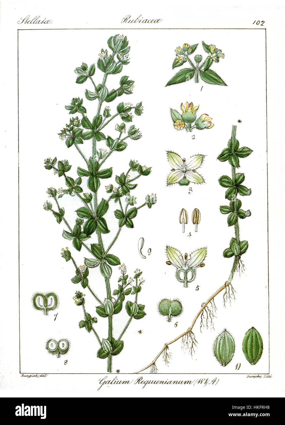 Galium requienianum, également connu sous le nom de Rungiah, est une espèce végétale rare trouvée dans la région méditerranéenne. Connue pour ses petites fleurs blanches distinctives, elle est une espèce importante dans les études botaniques et les efforts de conservation. Banque D'Images