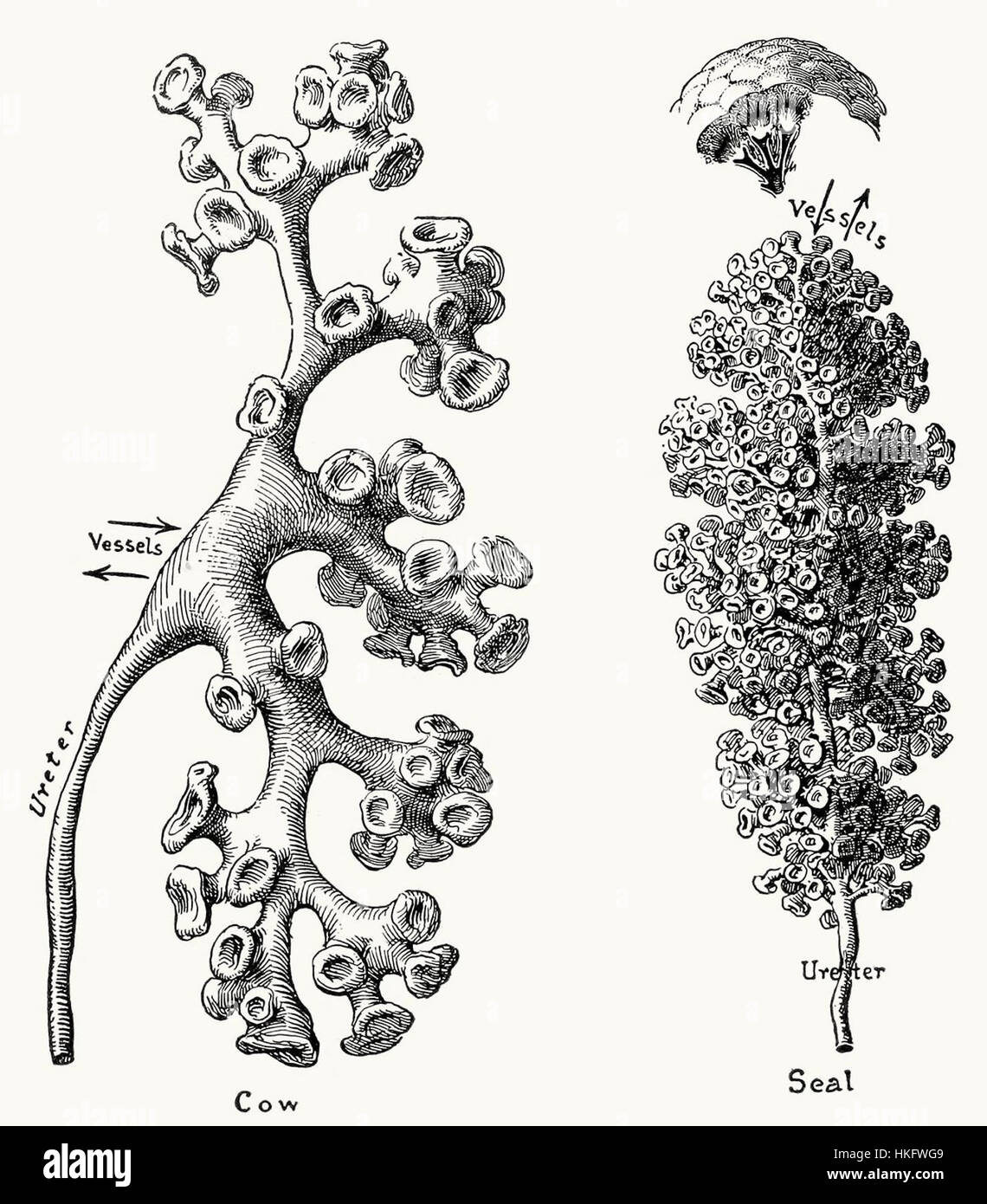 *Bassins rénaux et calices* se réfère à une illustration anatomique détaillée du système rénal. L'œuvre se concentre sur les structures des reins, mettant en évidence le pelvis rénal et les calices, qui sont des composants essentiels du système urinaire. Cette représentation scientifique offre une représentation précise de l'anatomie humaine. Banque D'Images