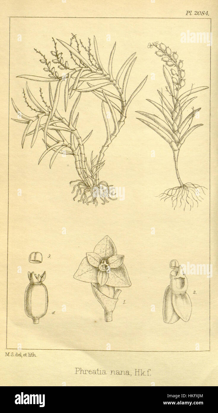 L'illustration botanique de 1892 tirée des *icones Plantarum* de Hooker présente *Phreatia nana*, une espèce d'orchidée, et présente l'art botanique détaillé de l'époque. Banque D'Images