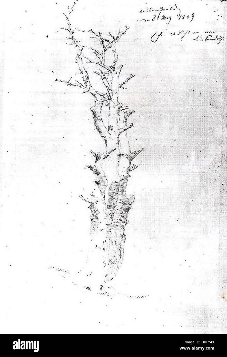 Cette étude des chênes (Eichen Studie) est une illustration botanique qui se concentre sur les caractéristiques distinctes des chênes, telles que leurs feuilles, branches et texture. L'œuvre reflète une approche détaillée et scientifique de la nature du XIXe siècle. Banque D'Images