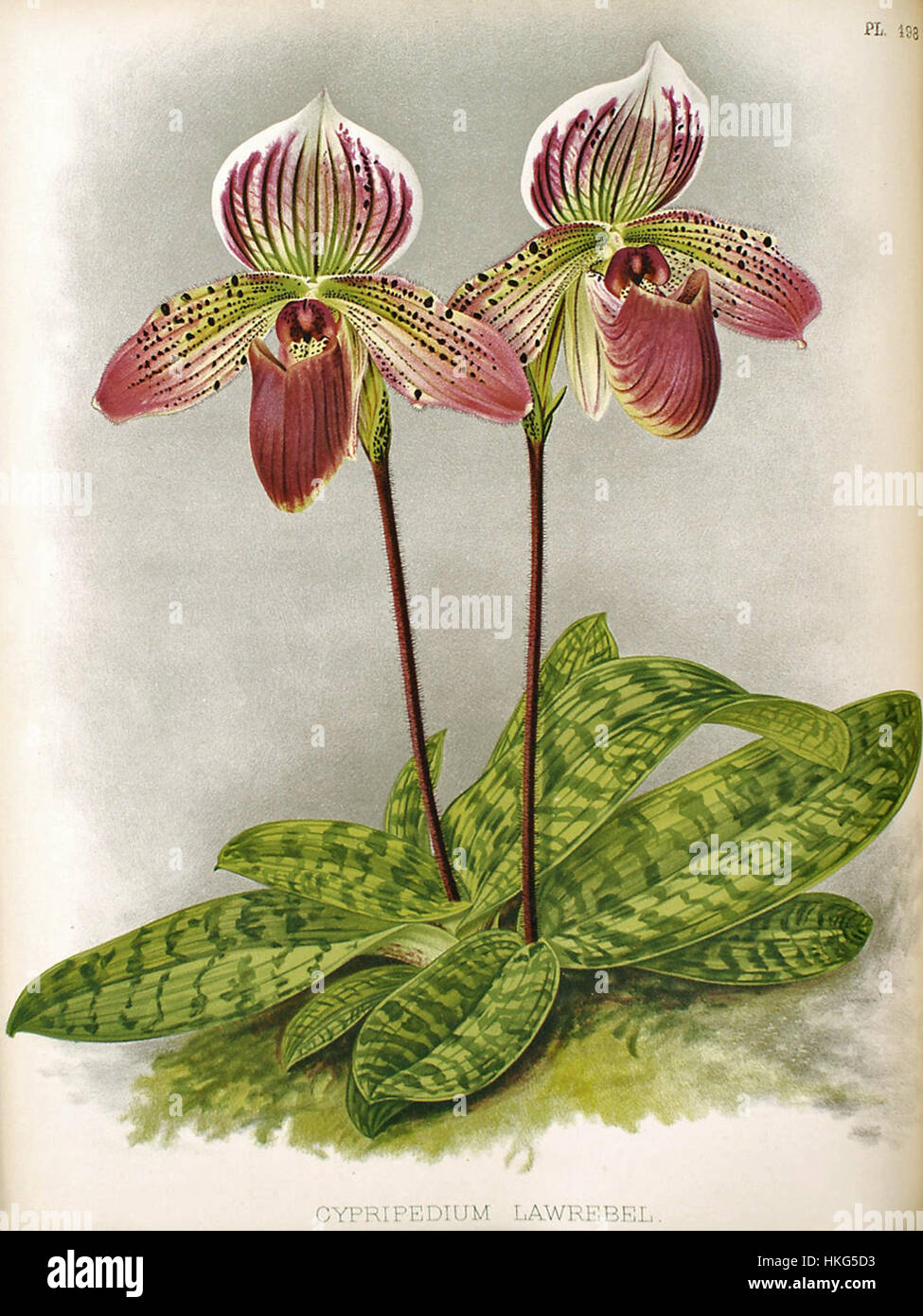 Cette illustration tirée de 'The Orchid album' (1897), créée par R. Warner et B.S. Williams, présente une représentation détaillée d'une espèce d'orchidée. L'œuvre fait partie d'une série axée sur la beauté et la diversité des orchidées, fournissant une référence historique à la botanique Banque D'Images