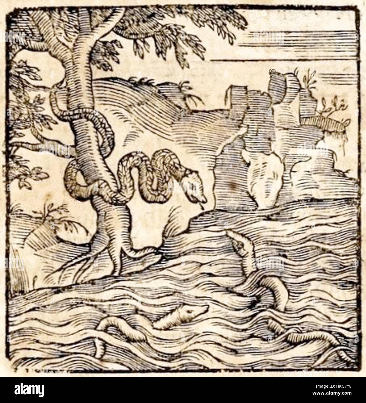 Une représentation d'Anguilla et d'un serpent, combinant une représentation d'un animal mythique ou symbolique avec une interprétation artistique. L’œuvre présente ces figures d’une manière unique et stylisée. Banque D'Images