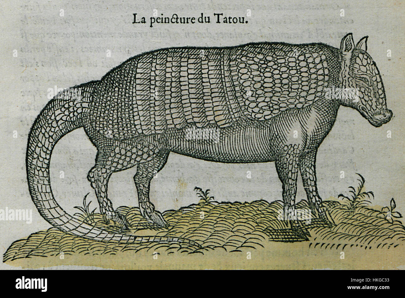 Ce tableau de 1554 de Pierre Belon représente une représentation détaillée d'une figure tatouée, mettant en valeur les premières interprétations artistiques européennes de l'art corporel au XVIe siècle. Banque D'Images