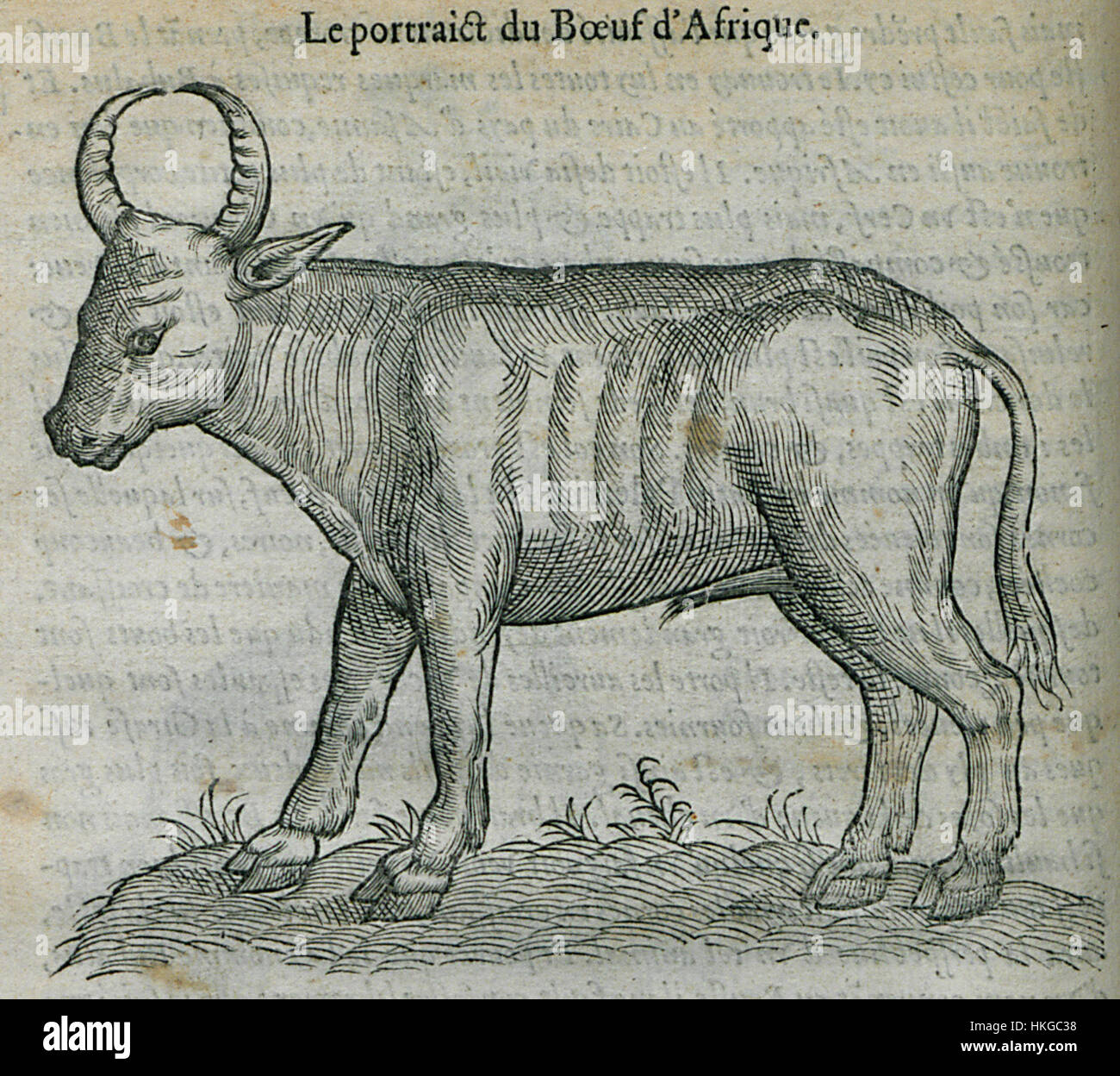*Le portrait du boeuf d'Afrique* de Pierre Belon, peint en 1554, est une illustration scientifique représentant un bœuf africain. L'œuvre d'art fait partie d'une tendance plus large dans le naturalisme de la Renaissance, où les artistes cherchaient à représenter avec précision les espèces animales en se basant sur des observations de première main, combinant l'art et l'exploration scientifique. Banque D'Images