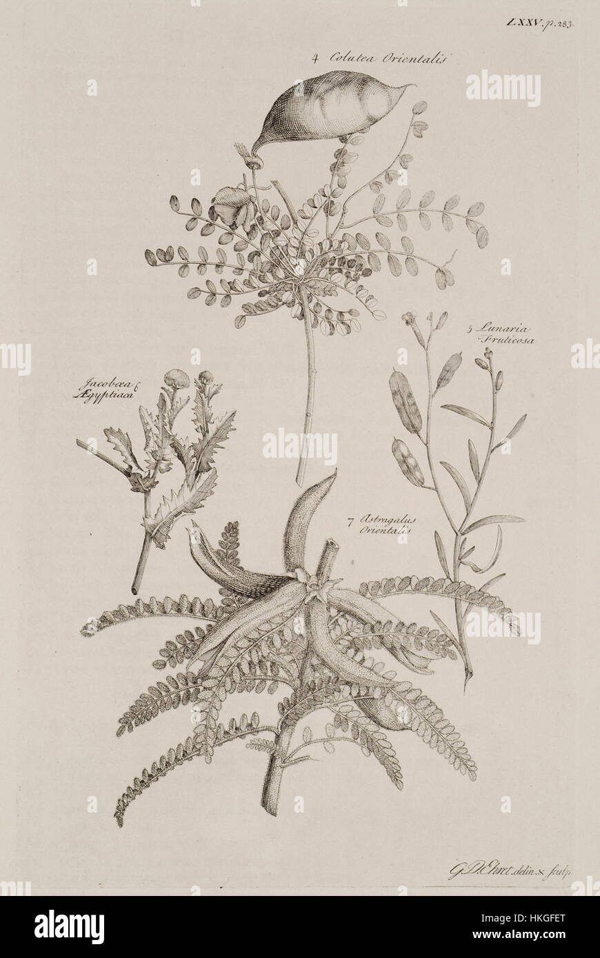 4 Colutea orientalis 5 Lunaria Fruticosa 6 Jacoboea Aegyptiaca 7 Astragale orientalis Pococke Richard 1743 Banque D'Images