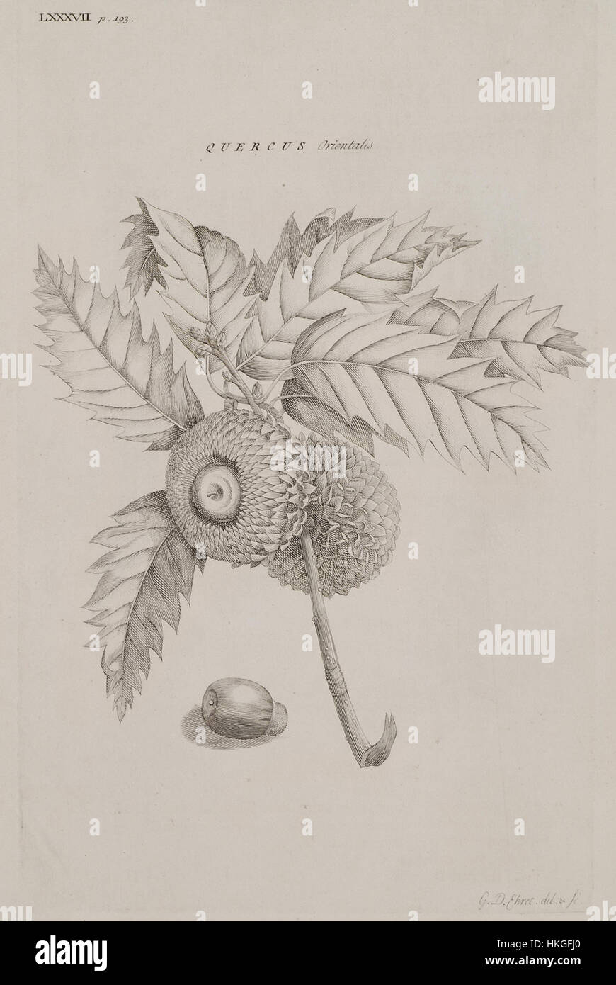 Cette illustration de 1745 de Richard Pococke présente *Quercus orientalis*, le chêne oriental. Le dessin botanique capture les détails des feuilles, des branches et de la structure globale de l'arbre, mettant en valeur la précision de l'artiste dans la documentation des espèces végétales. Banque D'Images