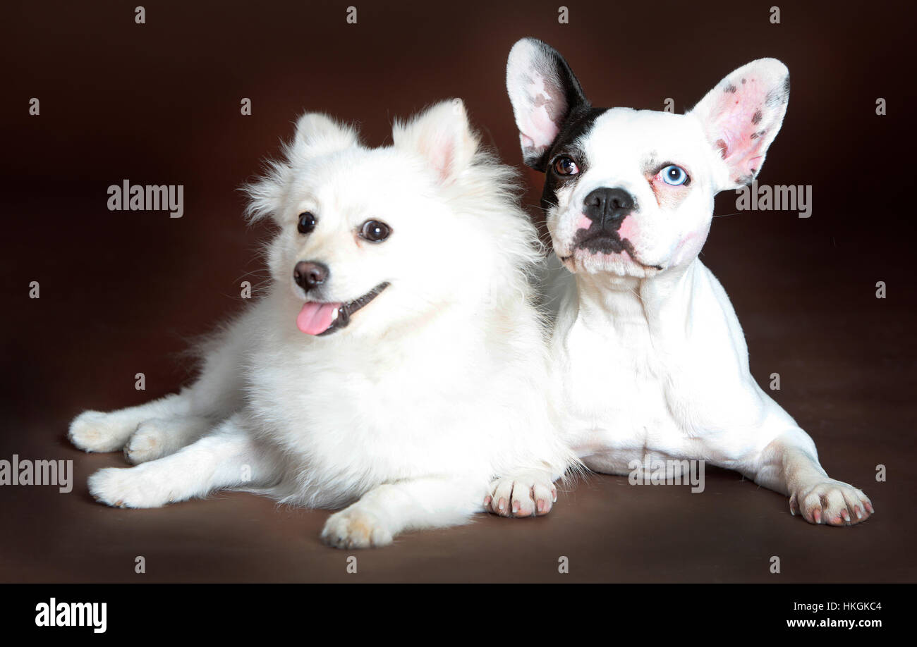 Chien Pomeranian et bouledogue français ensemble en studio Banque D'Images