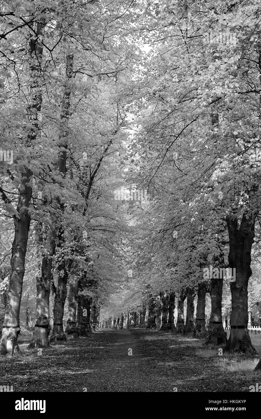 Tilleul commun Avenue, Tilia x vulgaris, Clumber Park, Nottinghamshire, Angleterre, Grande-Bretagne, Royaume-Uni Banque D'Images