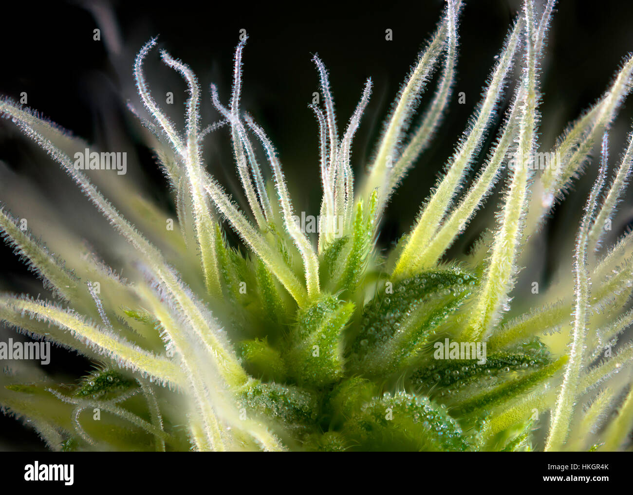 Détail de macro abstrait le cannabis bud (Thousand Oaks (variété de marijuana) avec des poils visibles et isolé sur fond noir trichomes Banque D'Images